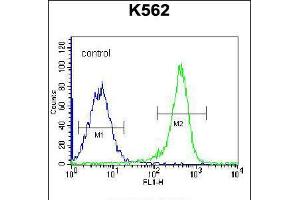 Flow cytometric analysis of K562 cells (right histogram) compared to a negative control cell (left histogram). (PSTPIP1 anticorps  (N-Term))
