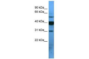 WB Suggested Anti-OR2T1 Antibody Titration: 0. (OR2T1 anticorps  (C-Term))