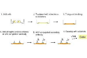 Cell-Based protein phosphorylation procedure (Tyrosine Kit ELISA)