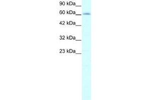 Human HepG2; WB Suggested Anti-IVNS1ABP Antibody Titration: 2. (IVNS1ABP anticorps  (N-Term))