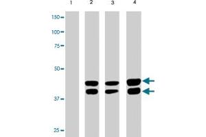 MAPK1/MAPK3 (phospho T202/204) monoclonal antibody, clone G15-B . (ERK2 anticorps  (pThr202, pThr204))
