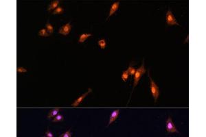 Immunofluorescence analysis of L929 cells using YAP1 Polyclonal Antibody at dilution of 1:100. (YAP1 anticorps)
