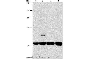 Western blot analysis of 293T and 231 cell, U937 and Raji cell, using SERPINA9 Polyclonal Antibody at dilution of 1:350 (SERPINA9 anticorps)