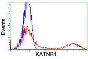HEK293T cells transfected with either RC201852 overexpress plasmid (Red) or empty vector control plasmid (Blue) were immunostained by anti-KATNB1 antibody (ABIN2455210), and then analyzed by flow cytometry. (KATNB1 anticorps)
