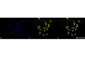 Immunocytochemistry/Immunofluorescence analysis using Rabbit Anti-Hsp90 beta Polyclonal Antibody . (HSP90AB1 anticorps  (APC))