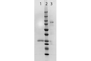 SDS-PAGE (SDS) image for Goat anti-Rabbit IgG (Heavy & Light Chain) antibody - Preadsorbed (ABIN965369)