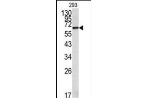 Western blot analysis of MET Antibody (C-term) 320b in 293 cell line lysates (35 μg/lane). (METAP2 anticorps  (C-Term))