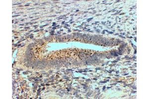 ABIN2559899 (2µg/ml) staining of paraffin embedded Human Uterus. (SFRP4 anticorps  (Internal Region))