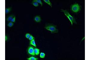 Immunofluorescent analysis of MCF-7 cells using ABIN7149138 at dilution of 1:100 and Alexa Fluor 488-congugated AffiniPure Goat Anti-Rabbit IgG(H+L) (COX11 anticorps  (AA 115-276))