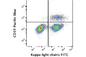 Surface staining of kappa light chains in human peripheral blood cells with anti-kappa light chains (TB28-2) FITC. (kappa Light Chain anticorps  (FITC))