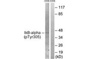 Western blot analysis of extracts from COS7 cells treated with nocodazole 1ug/ml 16h, using IkappaB-alpha (Phospho-Tyr305) Antibody. (NFKBIA anticorps  (pTyr305))