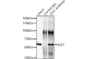 Immunoprecipitation analysis of 300 μg extracts of HeLa cells using 3 μg ELK1 antibody (ABIN7266917).
