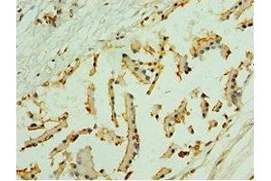 Immunohistochemistry of paraffin-embedded human prostate tissue using ABIN7161326 at dilution of 1:100 (Neuroligin Y anticorps  (AA 682-816))