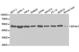 Western blot analysis of extracts of various cell lines, using EIF4A1 antibody. (EIF4A1 anticorps  (AA 1-406))