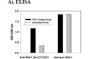 Image no. 4 for Mitogen-Activated Protein Kinase Kinase 1 (MAP2K1) ELISA Kit (ABIN1981802) (MEK1 Kit ELISA)