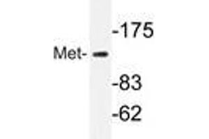 Western blot analyzes of Met antibody in extracts from HepG2 cells. (c-MET anticorps)
