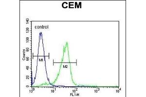 C11orf74 Antibody (C-term) (ABIN654535 and ABIN2844253) flow cytometric analysis of CEM cells (right histogram) compared to a negative control cell (left histogram). (C11ORF74 anticorps  (C-Term))
