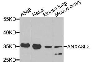 Western blot analysis of extracts of various cells, using ANXA8L2 antibody. (ANXA8L2 anticorps)