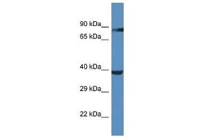 Western Blot showing OR2M5 antibody used at a concentration of 1. (OR2M5 anticorps  (C-Term))