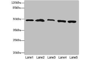 Western blot All lanes: PSMD13antibody at 3.
