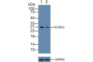 Knockout Varification: Lane 1: Wild-type Jurkat cell lysate, Lane 2: ICOSLG knockout Jurkat cell lysate, Predicted MW: 33kd Observed MW: 27kd Primary Ab: 2 μg/mL Rabbit Anti-Human ICOSLG Antibody Second Ab: 0.