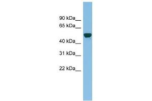 GDAP2 antibody used at 0. (GDAP2 anticorps  (N-Term))