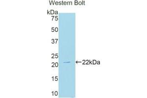 Detection of Recombinant NOX4, Human using Polyclonal Antibody to NADPH Oxidase 4 (NOX4)