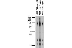 Adult rat brain membrane immunoblot.