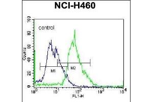 MGAT5 Antibody (C-term) (ABIN657736 and ABIN2846721) flow cytometric analysis of NCI- cells (right histogram) compared to a negative control cell (left histogram).