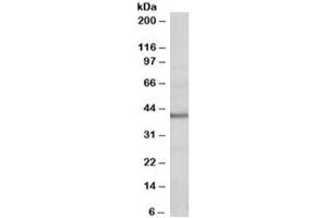 Western blot testing of human heart lysate with POU4F3 antibody at 0. (POU4F3 anticorps)