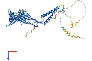 AlphaFold protein structure predicition of Human Recombinant P2RX2 Protein, UniprotID Q9UBL9