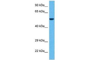 Host:  Rabbit  Target Name:  GABRD  Sample Tissue:  Human 786-0 Whole Cell  Antibody Dilution:  1ug/ml