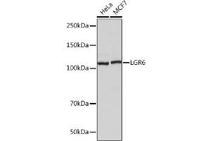 Western blot analysis of extracts of various cell lines, using LGR6 Rabbit mAb (ABIN7268235) at 1:1000 dilution. (LGR6 anticorps)