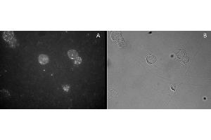 Image no. 1 for anti-Forkhead Box P3 (FOXP3) (C-Term) antibody (ABIN374156) (FOXP3 anticorps  (C-Term))