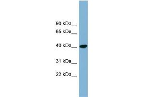 WB Suggested Anti-PINX1 Antibody Titration: 0.