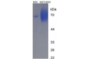 Image no. 2 for Chemokine (C-X-C Motif) Ligand 1 (Melanoma Growth Stimulating Activity, Alpha) (CXCL1) (AA 55-70) peptide (BSA) (ABIN5665990)