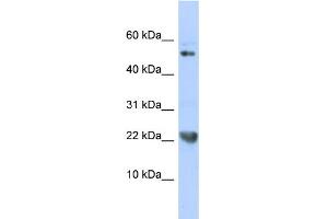 WB Suggested Anti-TNFSF12 Antibody Titration:  0.