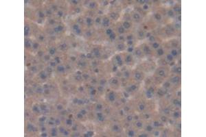 IHC-P analysis of Rat Tissue, with DAB staining. (PPARG anticorps  (AA 311-493))