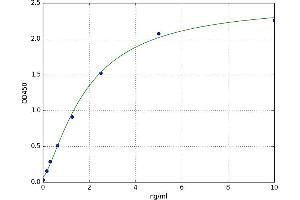 CD19 Molecule (CD19) ELISA Kit