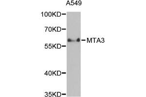 Western blot analysis of extracts of A-549 cells, using MTA3 antibody (ABIN5971296) at 1/1000 dilution. (MTA3 anticorps)