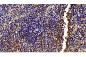 Detection of LXRb in Mouse Spleen Tissue using Polyclonal Antibody to Liver X Receptor Beta (LXRb) (NR1H2 anticorps  (AA 1-446))