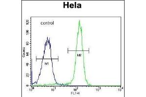 FA Antibody (Center) (ABIN653672 and ABIN2843004) flow cytometric analysis of Hela cells (right histogram) compared to a negative control cell (left histogram). (STRIP1 anticorps  (AA 352-381))
