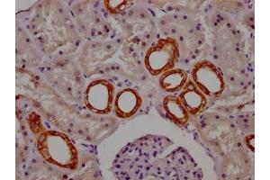 IHC image of ABIN7127447 diluted at 1:100 and staining in paraffin-embedded human kidney tissue performed on a Leica BondTM system.