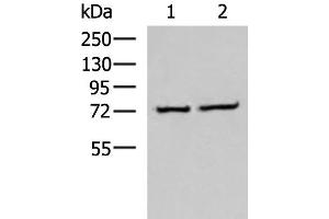 Western blot analysis of K562 and Jurkat cell lysates using CSTF3 Polyclonal Antibody at dilution of 1:650 (CSTF3 anticorps)