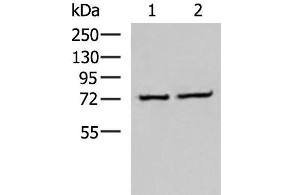 CSTF3 anticorps