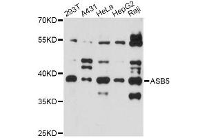 Western blot analysis of extracts of various cell lines, using ASB5 antibody (ABIN6294089) at 1:3000 dilution. (ASB5 anticorps)