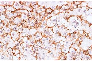 Immunohistochemistry of paraffin-embedded Rat liver using BSG Polyclonal Antibody at dilution of 1:200 (CD147 anticorps)