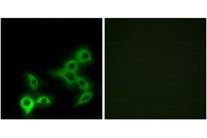 Immunofluorescence (IF) image for anti-G Protein-Coupled Bile Acid Receptor 1 (GPBAR1) (AA 11-60) antibody (ABIN2890861) (GPBAR1 anticorps  (AA 11-60))