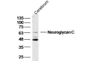 Mouse cerebrum lysates probed with Neuroglycan C Polyclonal Antibody, unconjugated  at 1:300 overnight at 4°C followed by a conjugated secondary antibody at 1:10000 for 90 minutes at 37°C.