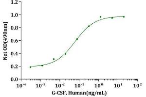 G-CSF, Human stimulates cell proliferation of M-NFS-60 cells. (G-CSF Protéine)